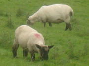 Sheep